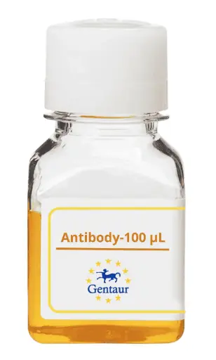 [PA005948GA01HU-100 µL] CREB3 Antibody