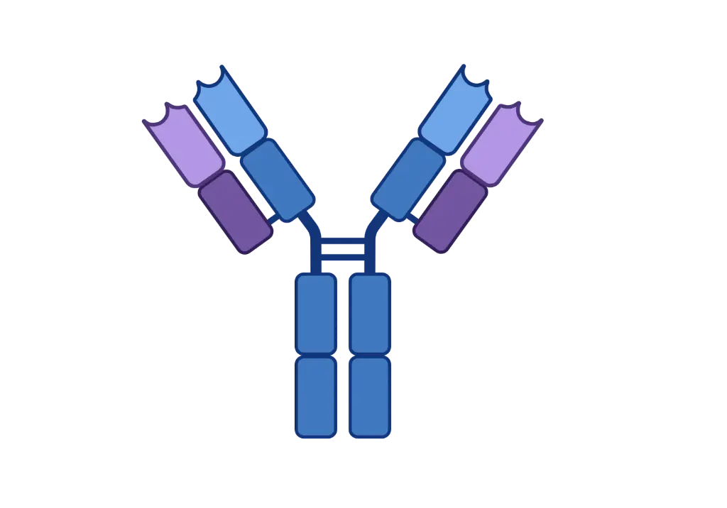 [CSB-1008] ALG12 Antibody   