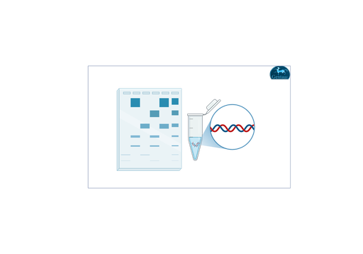 [MBT090-​200LN] High Range DNA Ladder