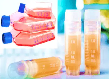 [CELL-SK-690] Immortalized Human Dermal Fibroblasts