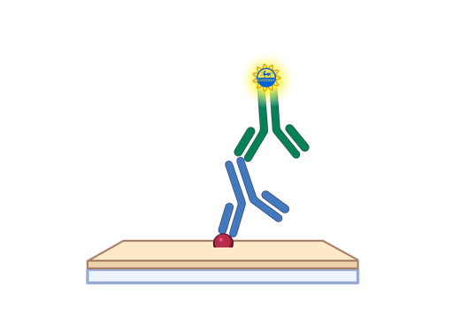 [GEN-ECA0123-6] ALP ELISA, Canine